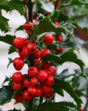 Ostrokrzew Meservy (Ilex meserveae) Blue Angel